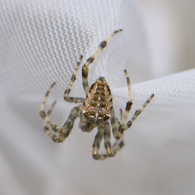 Araneus diadematus - koronás keresztespók
