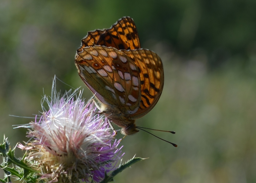 Argynnis adippe - ezüstös gyöngyházlepke