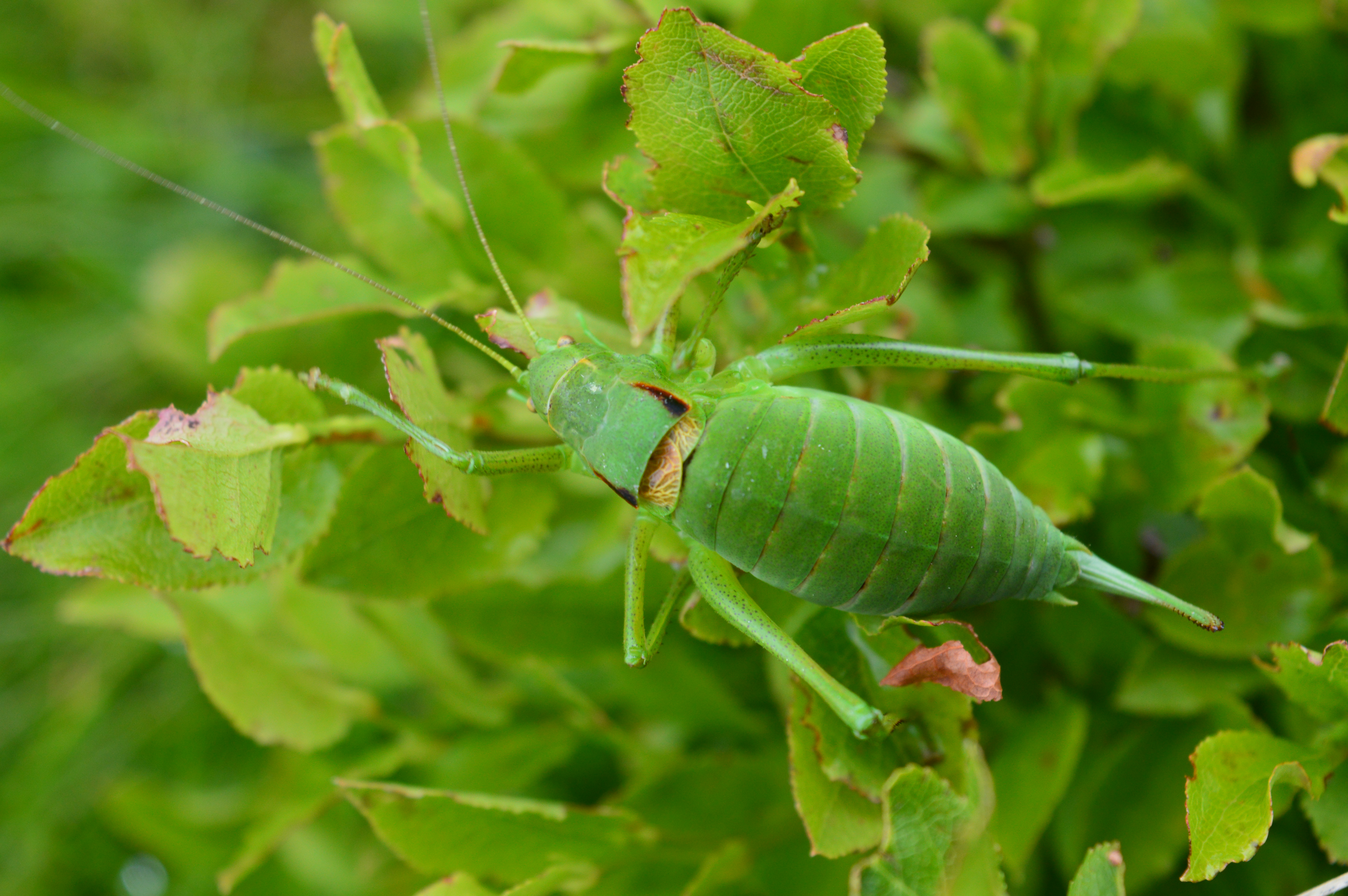 Poecilimon affinis