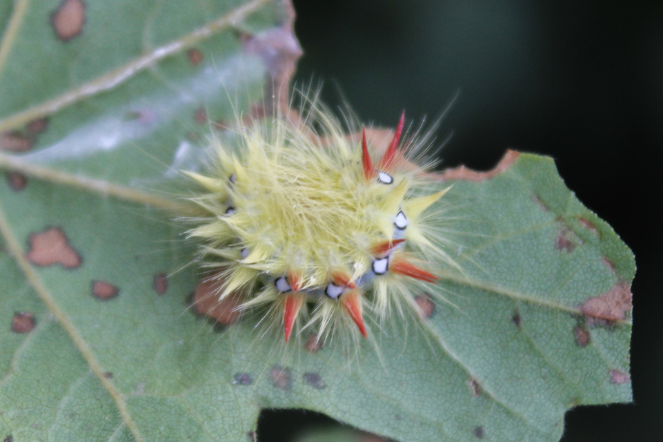 Acronicta aceris - vadgesztenye-szigonyosbagoly