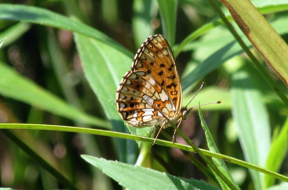 Boloria selene - fakó gyöngyházlepke