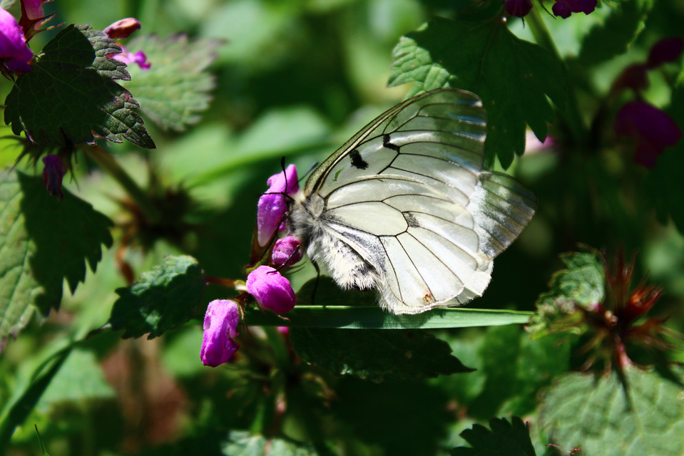 Parnassius mnemosyne - kis apollólepke