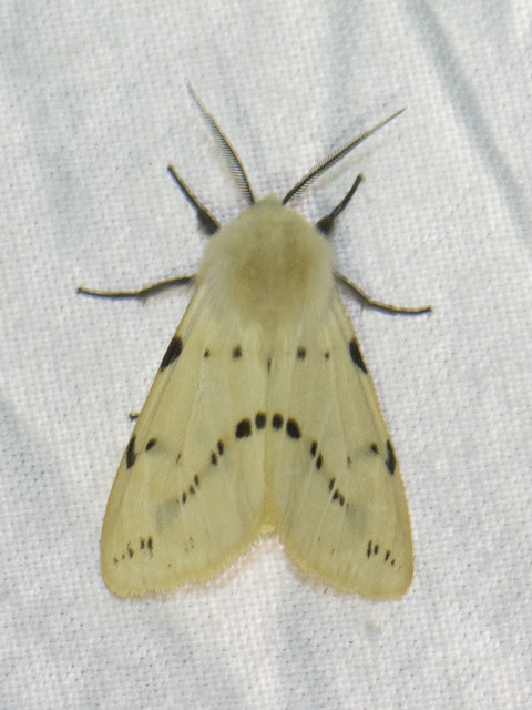Spilarctia lutea - sárgás medvelepke
