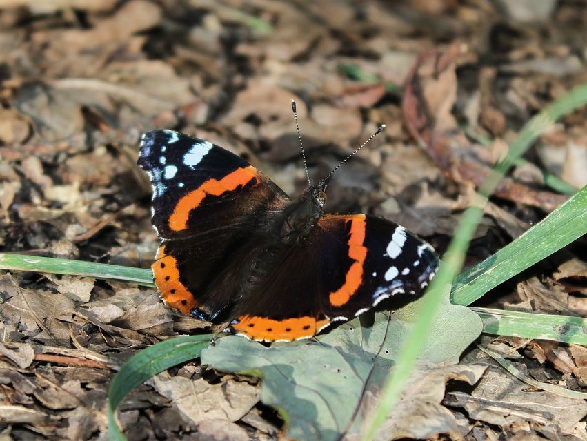 Vanessa atalanta - atalantalepke