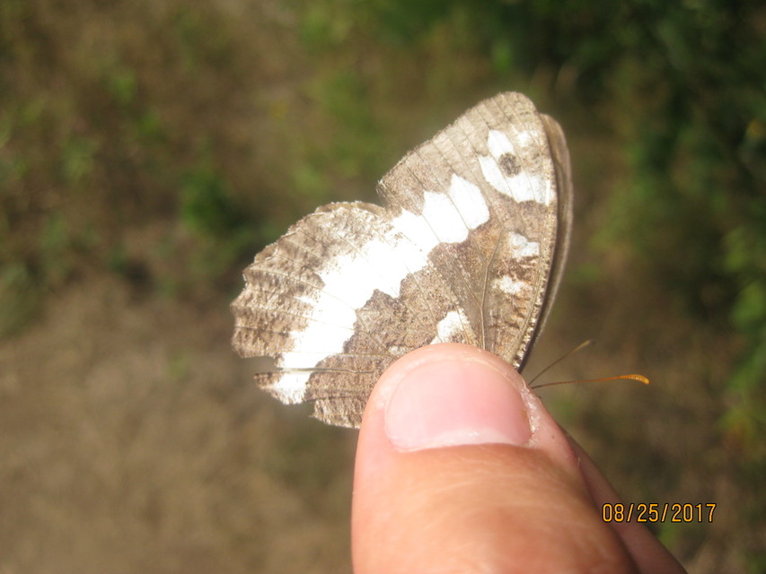 Brintesia circe - fehéröves szemeslepke