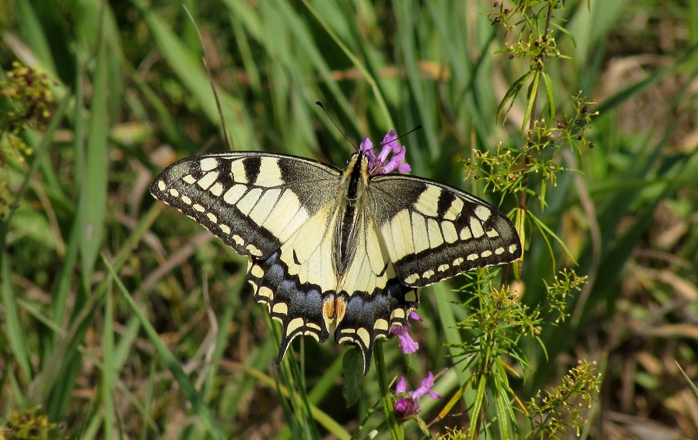 Papilio machaon - fecskefarkú lepke