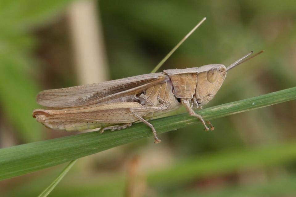 Chorthippus oschei pusztaensis - pusztai rétisáska