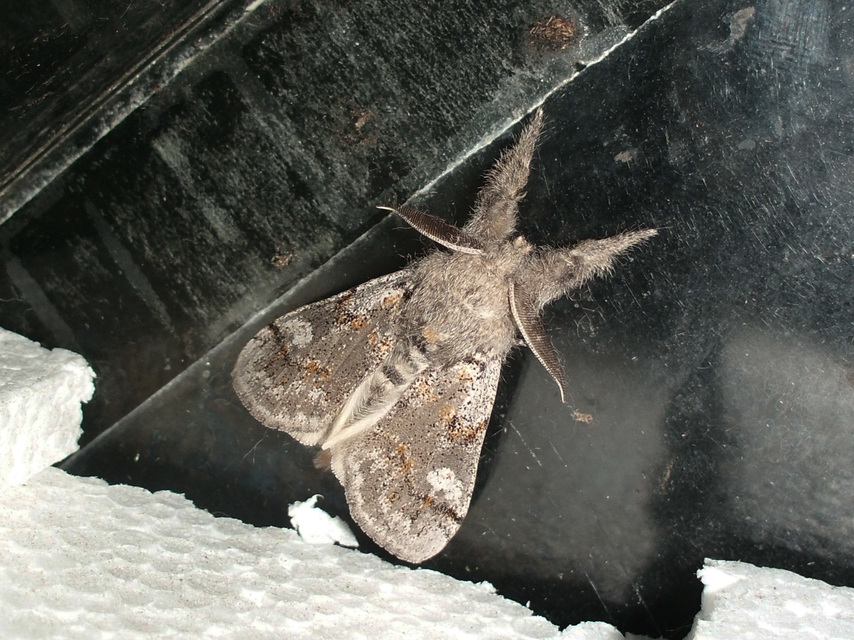 Gynaephora fascelina - vesszős szövő