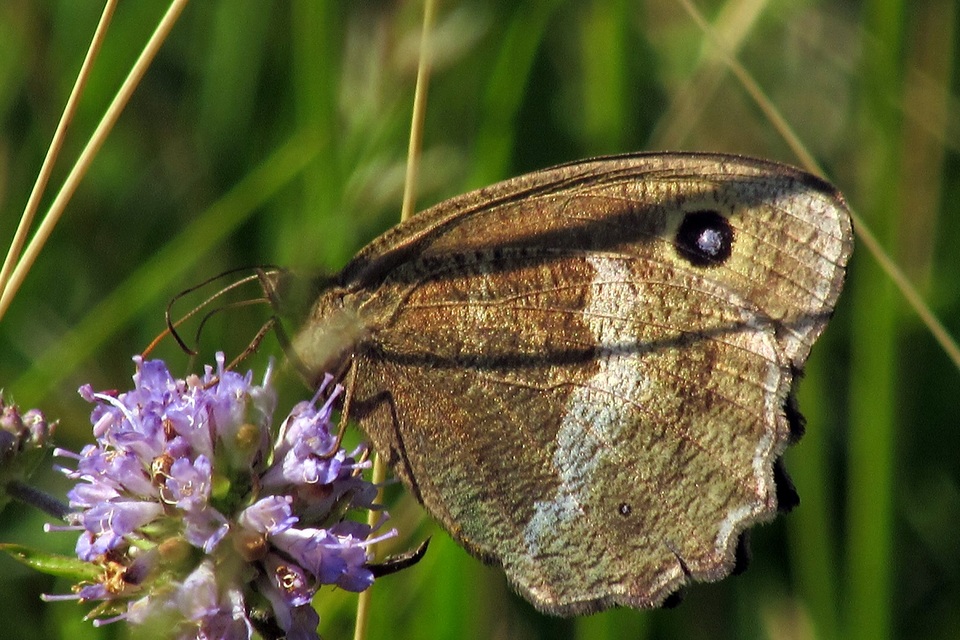 Minois dryas - fekete szemeslepke