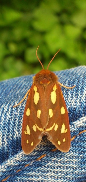 Hyphoraia aulica - barna medvelepke
