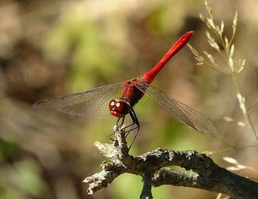 Sympetrum sanguineum - vörös katona-szitakötő