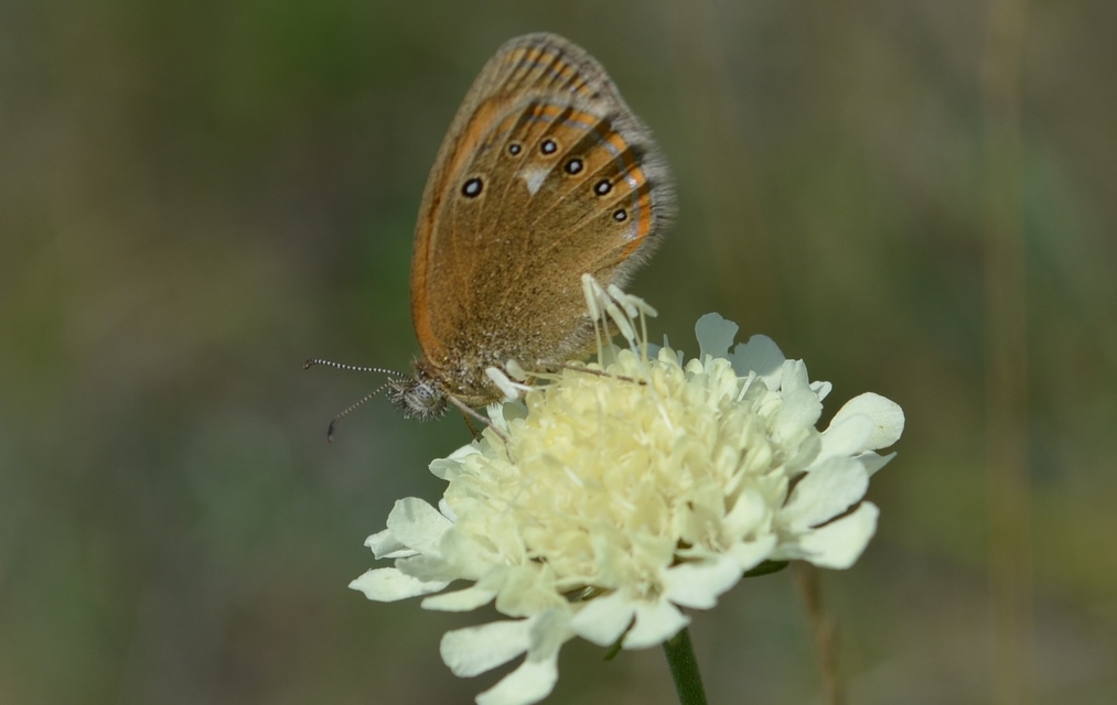 Coenonympha glycerion - közönséges szénalepke