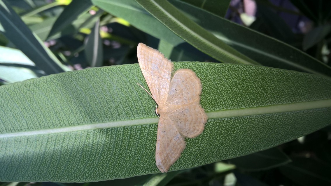 Idaea