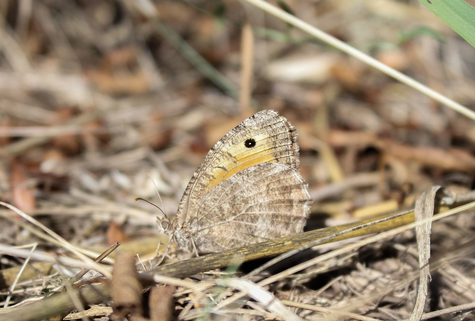 Arethusana arethusa - közönséges szemeslepke