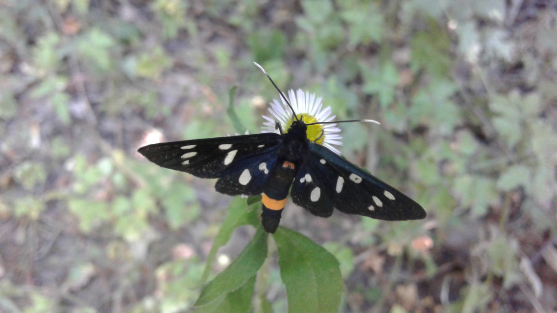 Amata phegea - fehérpettyes álcsüngőlepke