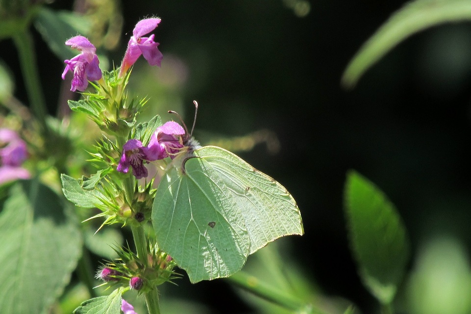 Gonepteryx rhamni - citromlepke