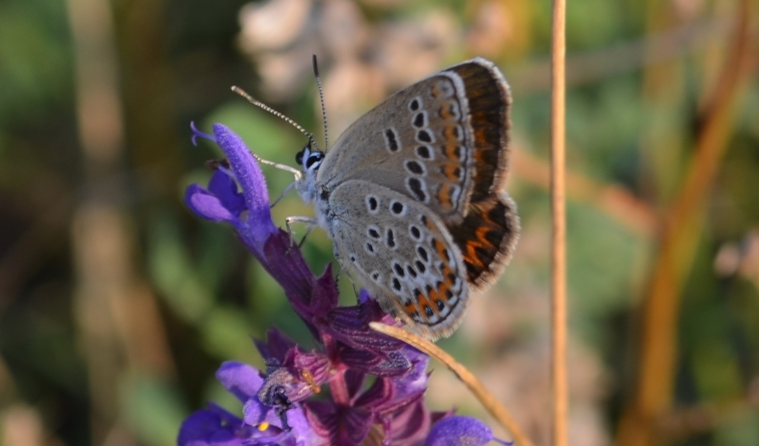 Plebejus argus - ezüstös boglárka