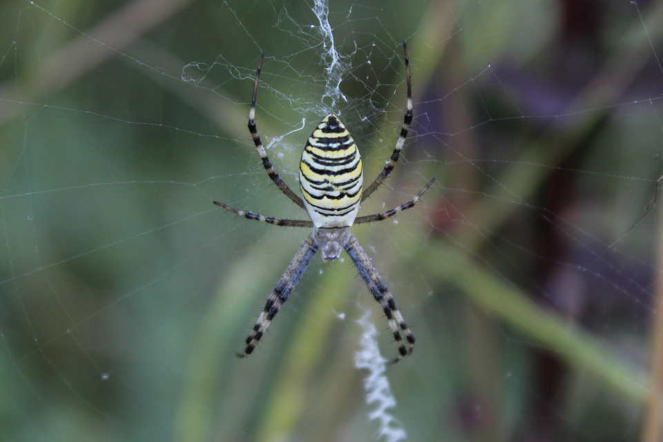 Argiope bruennichi - darázspók