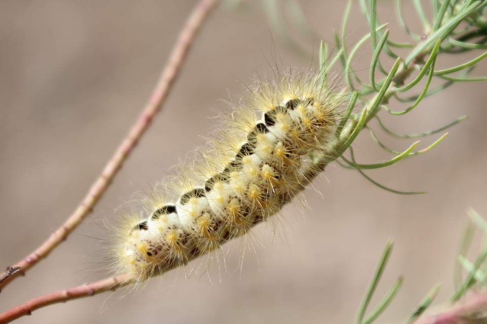 Acronicta euphorbiae - kutyatej-szigonyosbagoly