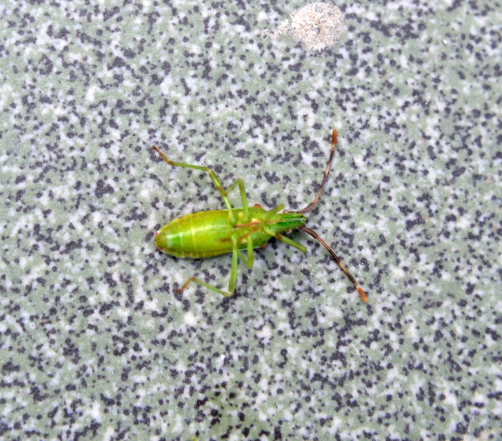 Gonocerus juniperi - boróka-karimáspoloska