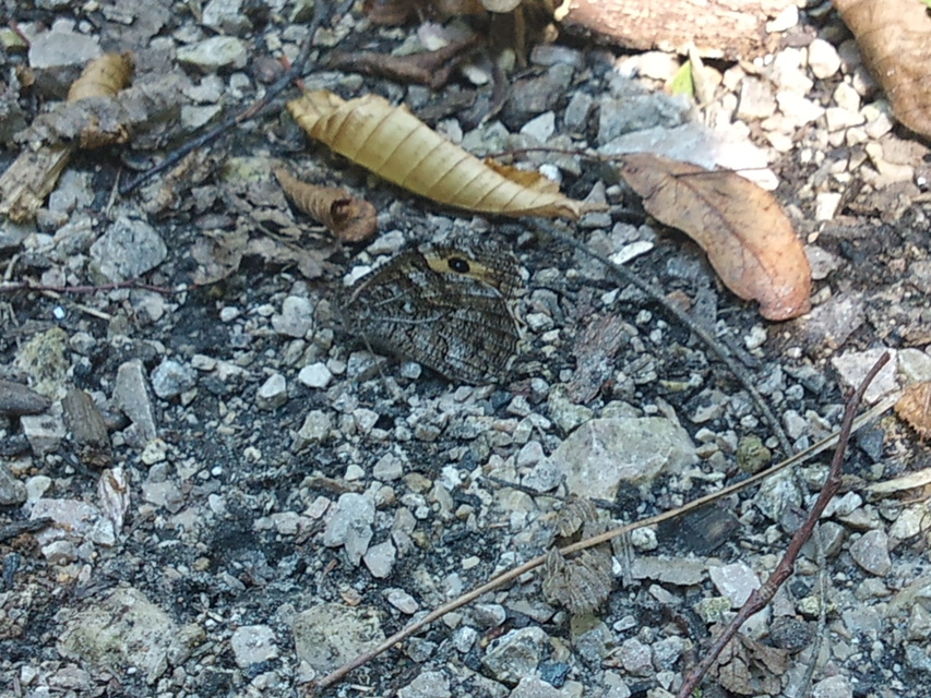 Hipparchia semele - barna szemeslepke