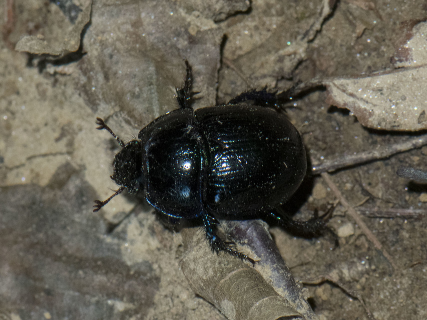 Anoplotrupes stercorosus - erdei álganéjtúró