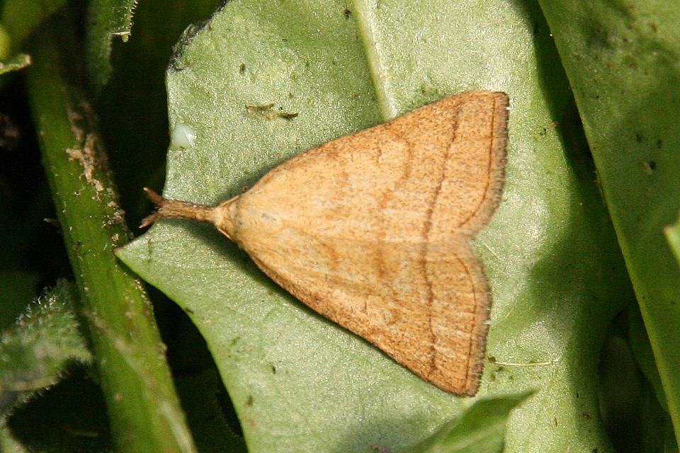 Polypogon tentacularia - sötétaljú karcsúbagoly
