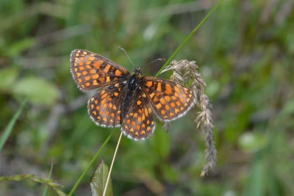 Melitaea athalia/aurelia/britomartis