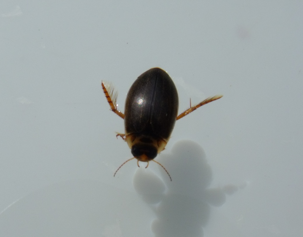 Rhantus frontalis - sárgamellű particsíkbogár
