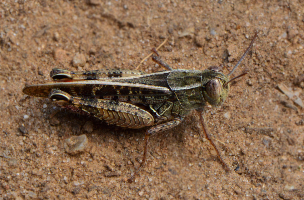 Calliptamus italicus - olaszsáska