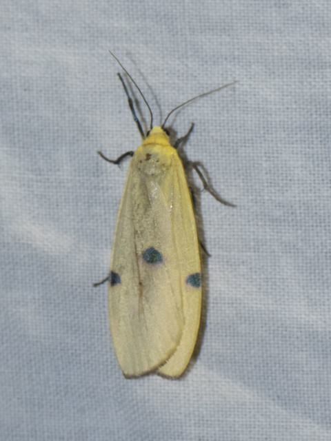 Lithosia quadra - négypettyes zuzmószövő
