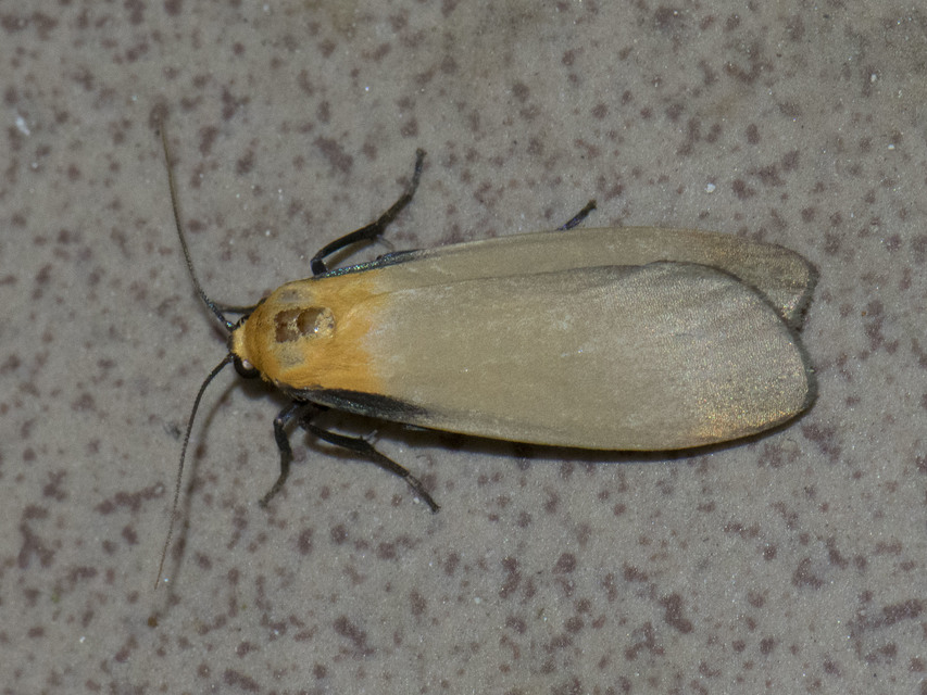 Lithosia quadra - négypettyes zuzmószövő