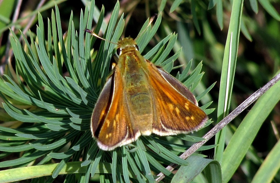 Hesperia comma - vesszős busalepke