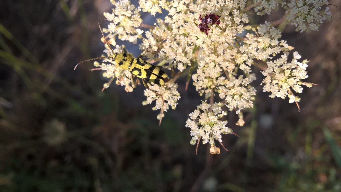 Chlorophorus varius - díszes darázscincér
