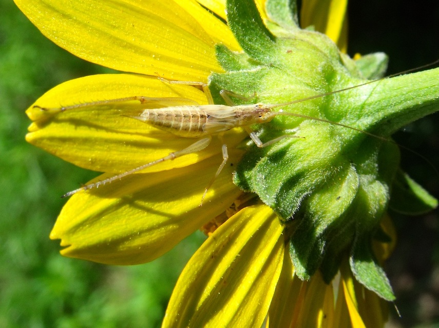 Oecanthus pellucens - pirregőtücsök