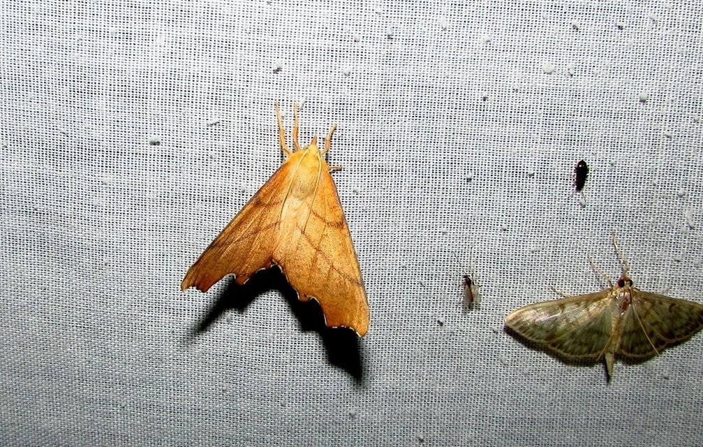 Ennomos erosaria - hársfa-levélaraszoló