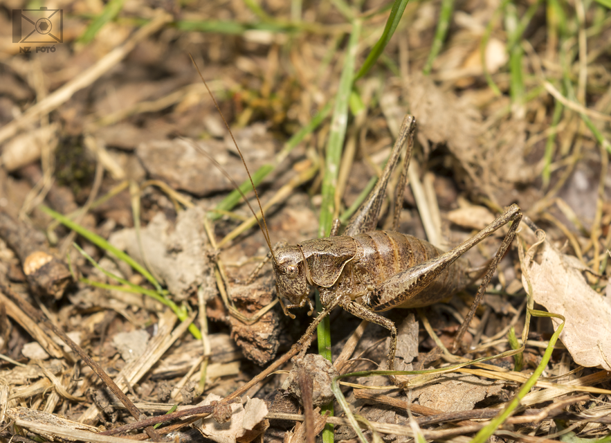 Pholidoptera griseoaptera - szürke avarszöcske