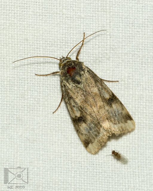 Heliothis adaucta - somkóróbagoly
