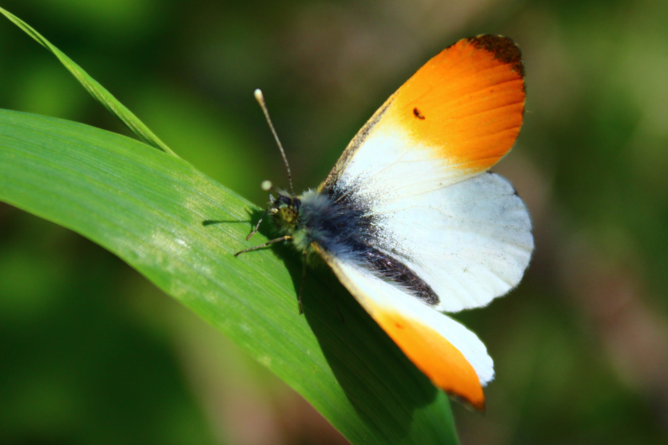 Anthocharis cardamines - hajnalpírlepke