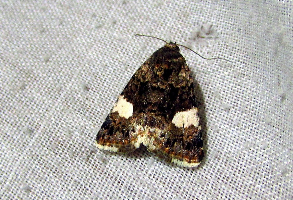 Tyta luctuosa - fekete nappalibagoly