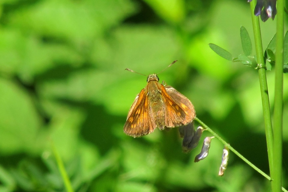 Ochlodes sylvanus - erdei busalepke