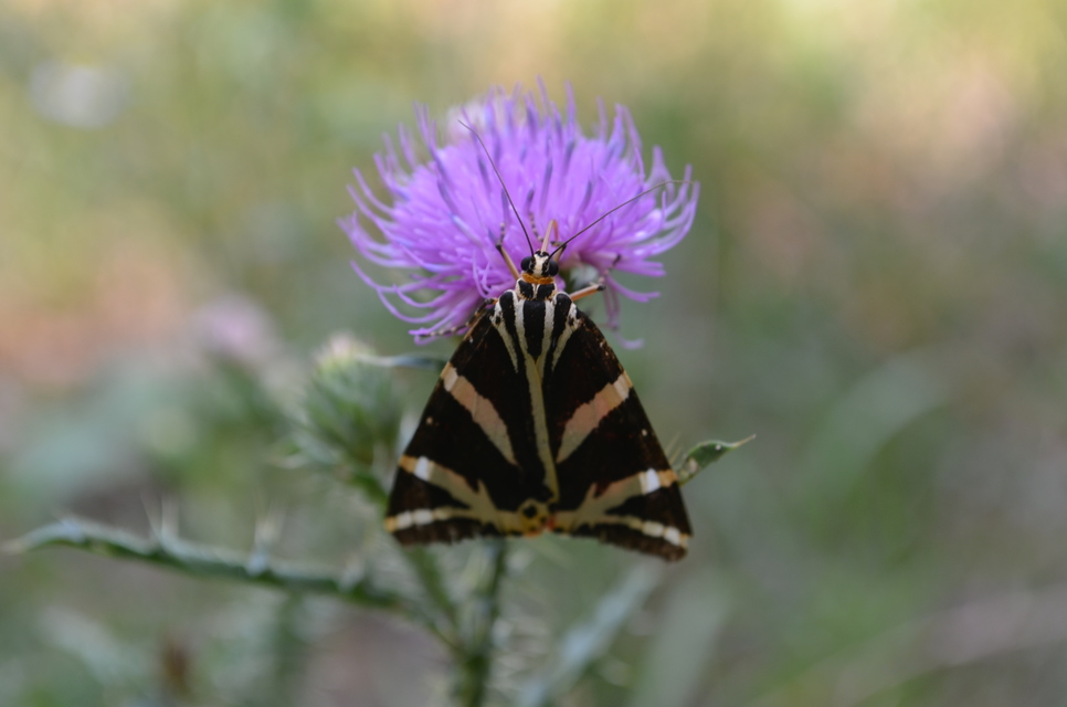 Euplagia quadripunctaria - csíkos medvelepke