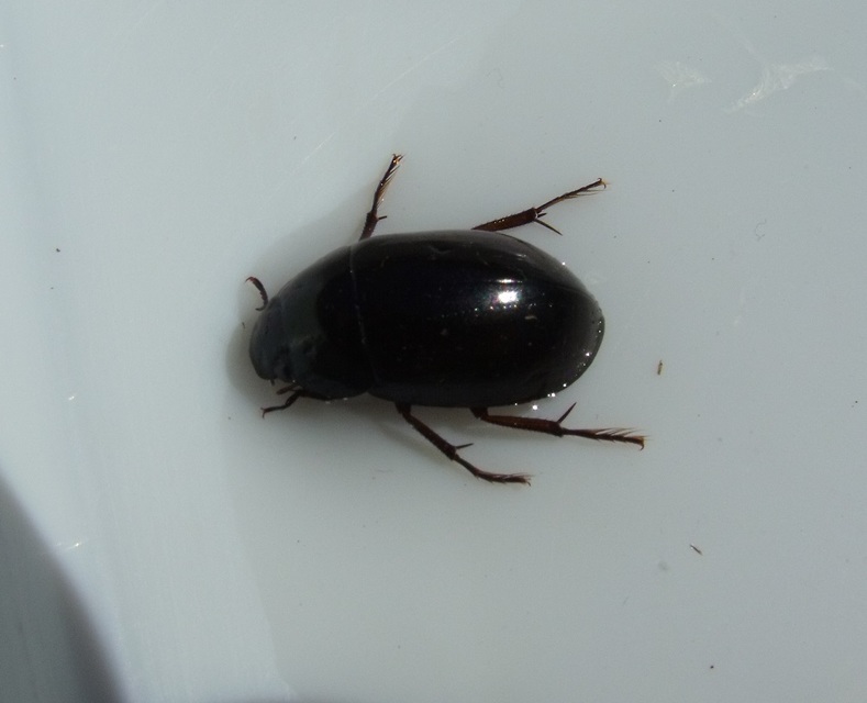Hydrochara caraboides - kis csibor
