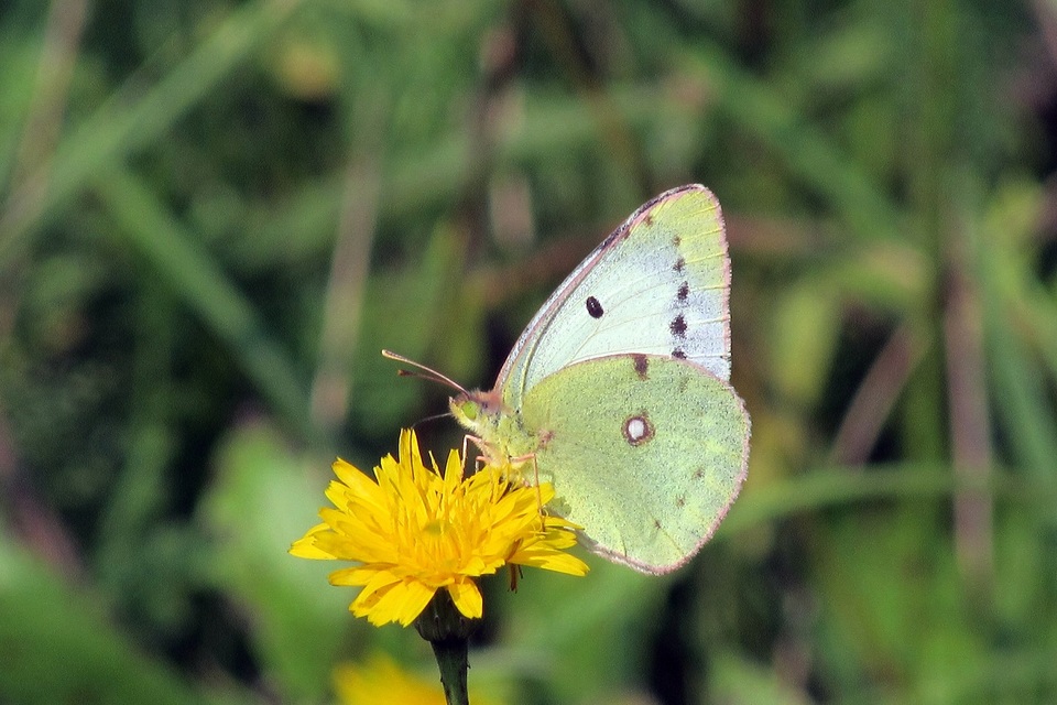 Colias hyale - kéneslepke