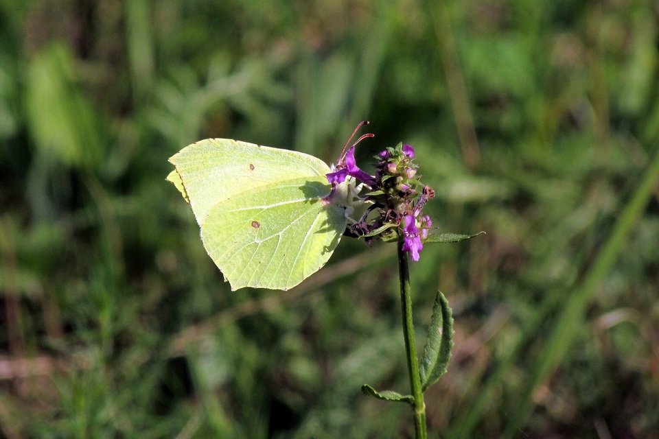 Gonepteryx rhamni - citromlepke