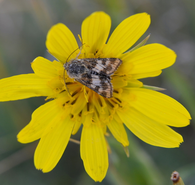 Schinia cardui - keserűgyökér-nappalibagoly