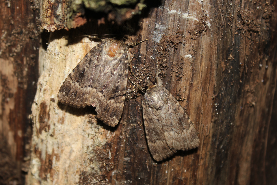 Amphipyra berbera/pyramidea
