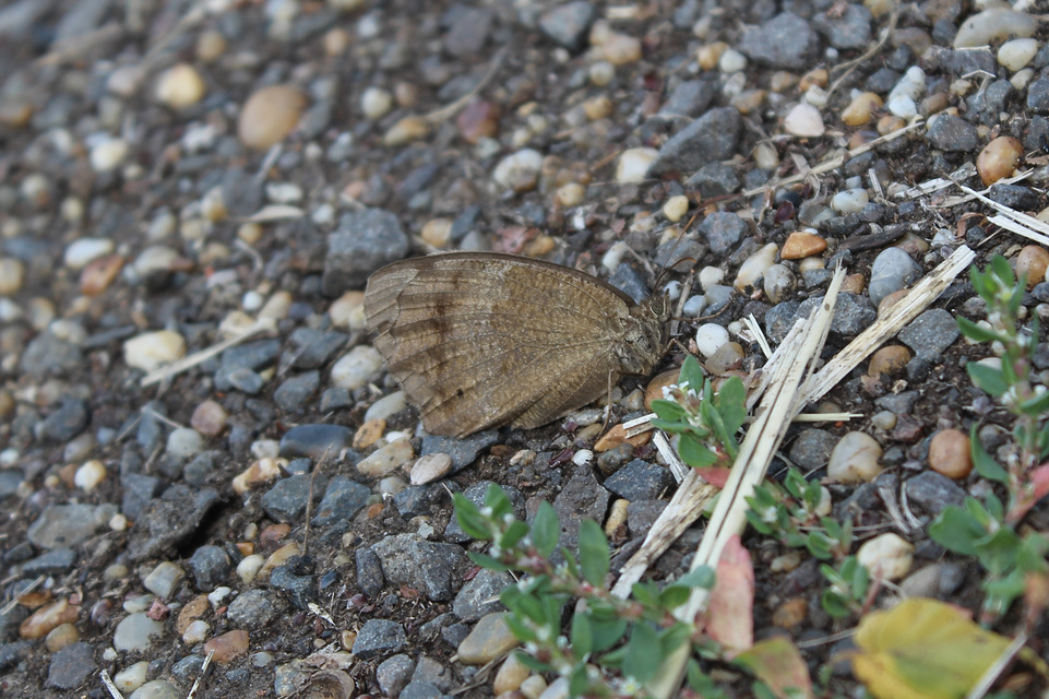 Minois dryas - fekete szemeslepke
