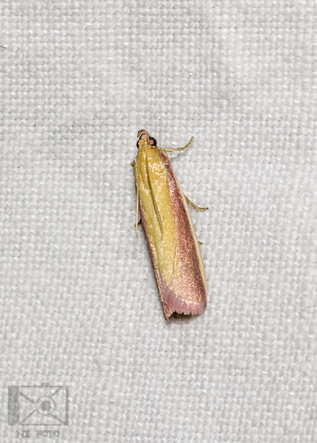 Oncocera semirubella - lucernamoly