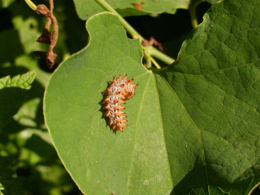Zerynthia polyxena - farkasalmalepke
